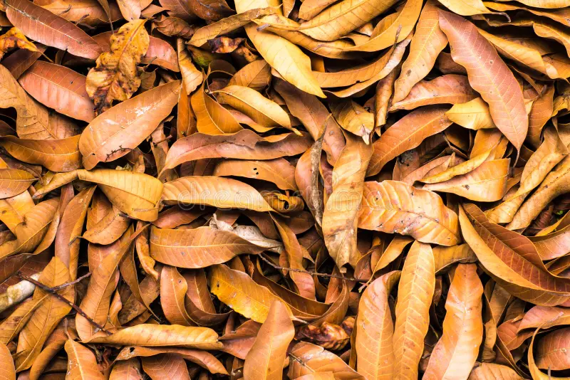 Premium Dried Mango Leaves